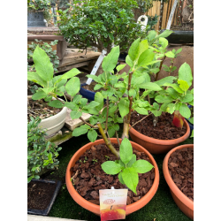 MALUS HYBRID V.25 ANGELINA