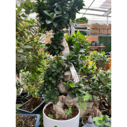 BONSAI F. GINSENG "S" SHAPE...
