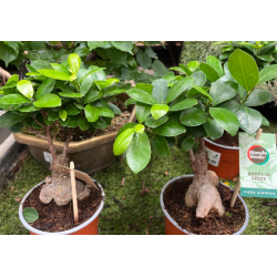 FICUS MICR. GINSENG V12