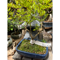 BONSAI MELOGRANO