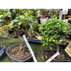 BONSAI ILEX CRENATA