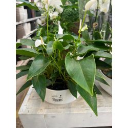 ANTHURIUM TABLE WHITE VASO...