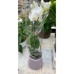 PHALAENOPSIS MULTIFLORA CON...