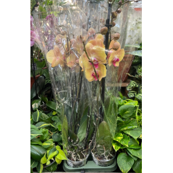 PHALAENOPIS ORANGE 2RAMI  V12