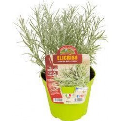 ELICRISO O PIANTA DEL CURRY...