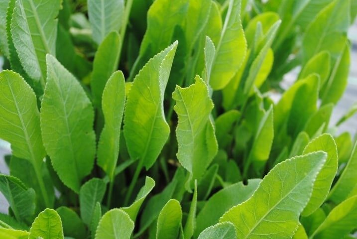 Pianta Di Erba San Pietro (Tanacetum Balsamita) - Vaso Ø 14 Cm, Aromatica Perenne Per Giardino - Foto 2