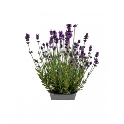 LAVANDA INGLESE V.18