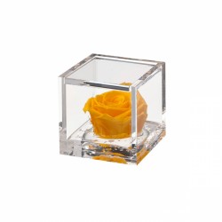 FLOWERCUBE ROSA 6X6 GIALLO