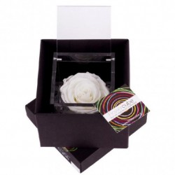 copy of TRANSP. BOX D6 H30...