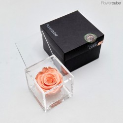 copy of TRANSP. BOX D6 H30...