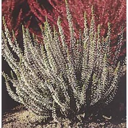 CALLUNA TRICOLORE V17