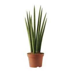 SANSEVERIA CILINDRICA MIX V12