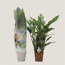 SPATHIPHYLLUM V24