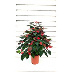 STELLA PIRAMIDE H110/120 V25