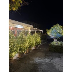 74 RISTORANTE PIZZERIA...