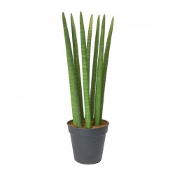 SANSEVERIA CILINDRICA V12