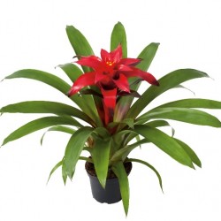 GUZMANIA MIX V.12