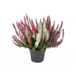 CALLUNA TRICOLORE V17