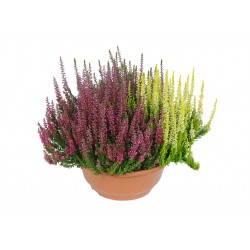 CALLUNA CIOTOLA V23