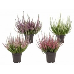 CALLUNA V11