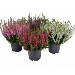 CALLUNA VULGARIS BEAUTY...