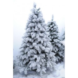 ALBERO VANCOUVER INNEVATO...