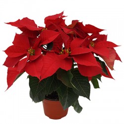 copy of STELLA MIGNON V.6...