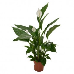 SPATHIPHYLLUM V14