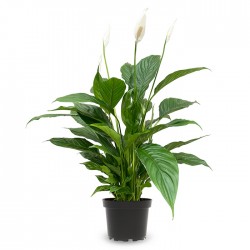 SPATHIPHYLLUM V24