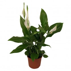 SPATHIPHYLLUM V17