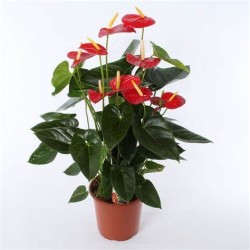 ANTHURIUM MIX V10