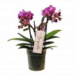 PHALAENOPSIS BOUQUETTO V12