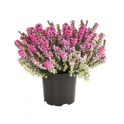 ERICA CARNEA V10