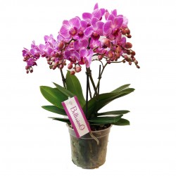 copy of PHALAENOPSIS MULTI....