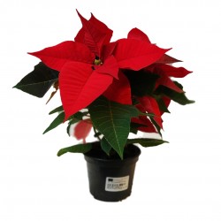 copy of STELLA MIGNON V.6...