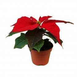 STELLA MIGNON V.6 EUPHORBIA...