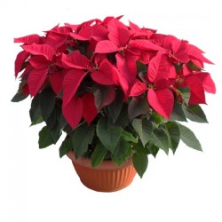 STELLA VASO 30 EUPHORBIA...