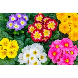 PRIMULA VASO 10