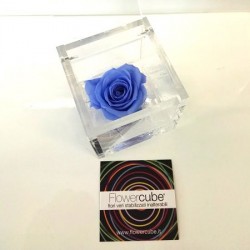 FLOWERCUBE ROSA 6X6 AZZURRO