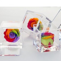 FLOWERCUBE ROSA 6X6 RAINBOW