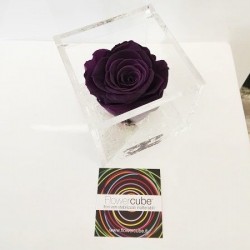 FLOWERCUBE ROSA 8X8 VIOLA