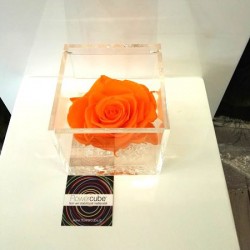 FLOWERCUBE ROSA 10X10 ARANCIO