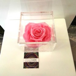 FLOWERCUBE ROSA 10X10 ROSA