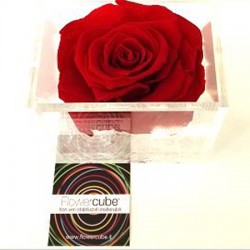 FLOWERCUBE ROSA 12X12 ROSSO