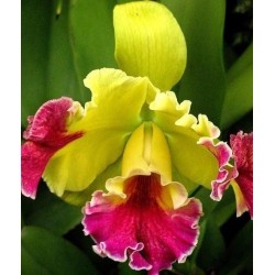 CATTLEYA 1 RAMO MISTO FIORE...