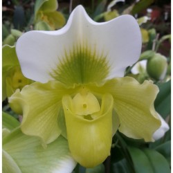 PAPHIOPEDILUM VERDE  1 RAMO