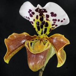 PAPHIOPEDILUM AMERIKAANSE 1...