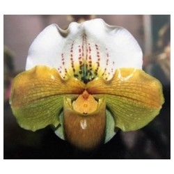 PAPHIOPEDILUM AMERICAN...