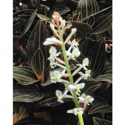 LUDISIA DISCOLOR BIANCO...