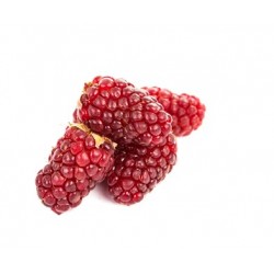 LAMPONE TAYBERRI ROSSO V.12